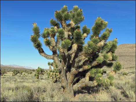 Eastern Joshua Tree (Yucca jaegeriana)