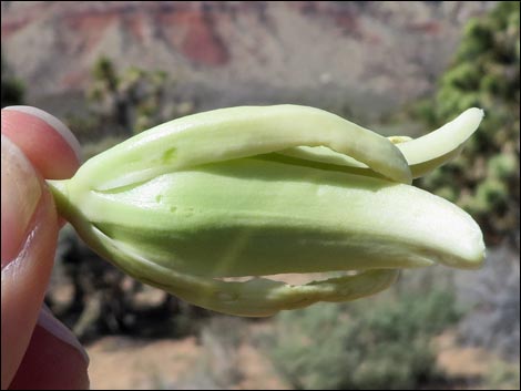 Eastern Joshua Tree (Yucca jaegeriana)