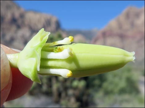 Eastern Joshua Tree (Yucca jaegeriana)