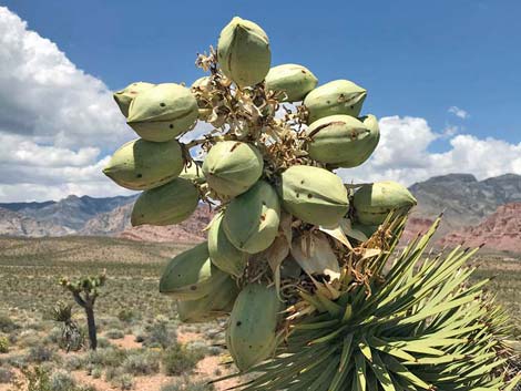 Eastern Joshua Tree (Yucca jaegeriana)