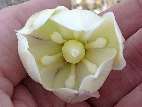 Mojave Yucca (Yucca schidigera)