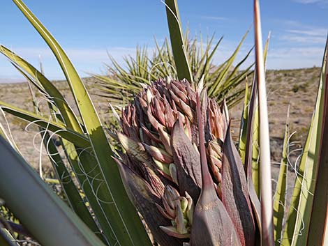 Mojave Yucca (Yucca schidigera)