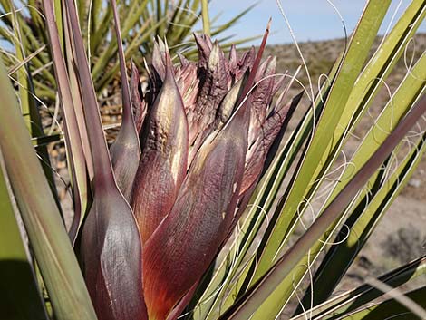 Mojave Yucca (Yucca schidigera)