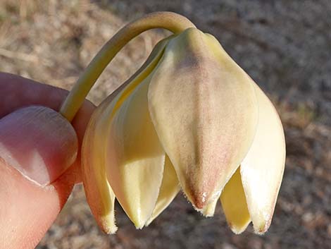 Mojave Yucca (Yucca schidigera)