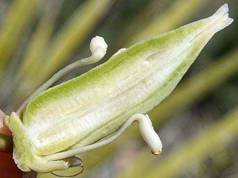 Mojave Yucca (Yucca schidigera)