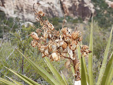 Mojave Yucca (Yucca schidigera)