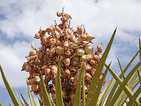 Mojave Yucca (Yucca schidigera)