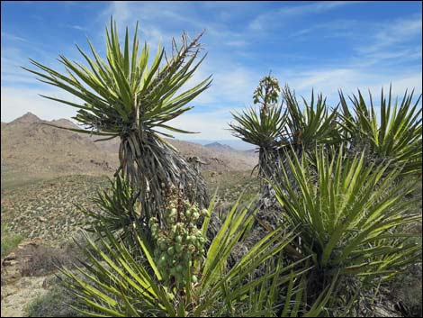 Mojave Yucca (Yucca schidigera)