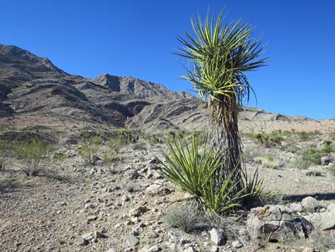 Mojave Yucca (Yucca schidigera)