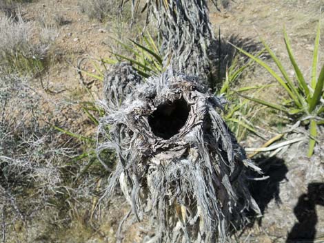 Mojave Yucca (Yucca schidigera)