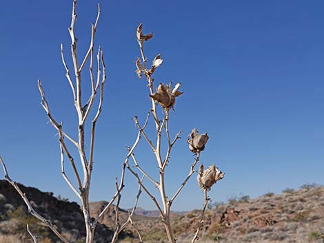 Utah Yucca (Yucca utahensis)