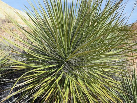 Utah Yucca (Yucca utahensis)