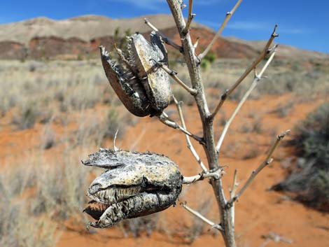 Utah Yucca (Yucca utahensis)