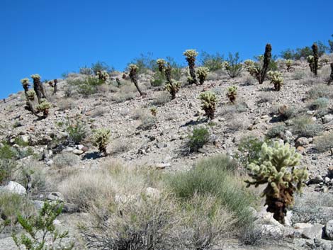 Ireteba Peaks Wilderness Area