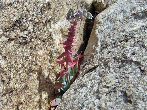 Jumbo Springs Wilderness Area