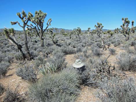 Wee Thump Joshua Tree Wilderness Area