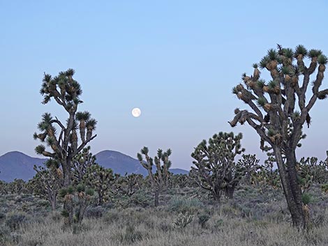 Wee Thump Joshua Tree Wilderness Area