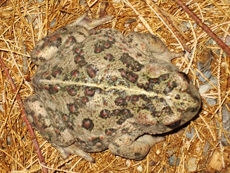 Western Toad (Bufo boreas)