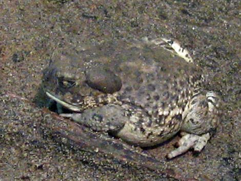 Arizona Toad (Anaxyrus microscaphus)