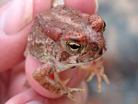 Arizona Toad (Anaxyrus microscaphus)