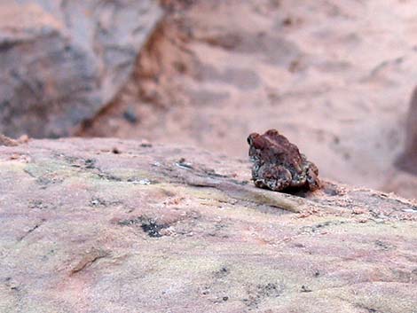 Arizona Toad (Anaxyrus microscaphus)