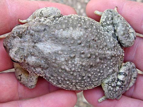 Arizona Toad (Anaxyrus microscaphus)