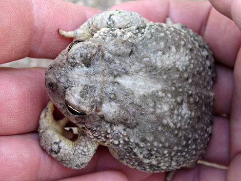 Arizona Toad (Anaxyrus microscaphus)