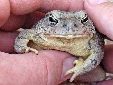 Arizona Toad (Anaxyrus microscaphus)