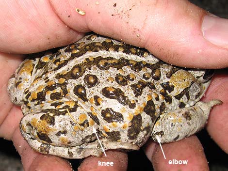 Amargosa Toad (Bufo nelsoni)