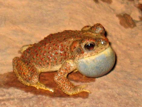 Red-spotted Toad (Anaxyrus punctatus)