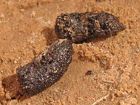 Red-spotted Toad (Anaxyrus punctatus)