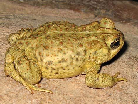 Woodhouse's Toad (Bufo woodhousei)