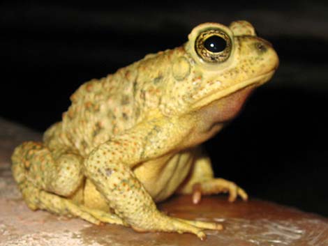 Woodhouse's Toad (Bufo woodhousii)