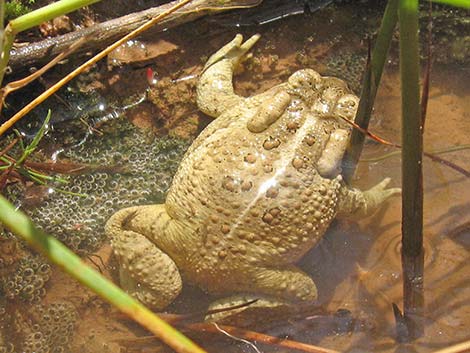 Woodhouse's Toad (Anaxyrus woodhousei)