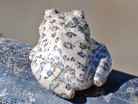 Canyon Treefrog (Hyla arenicolor)