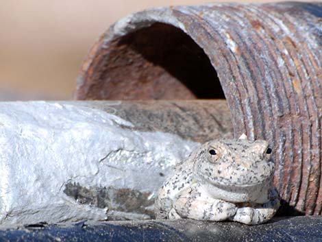 Canyon Treefrog (Hyla arenicolor)