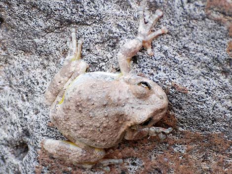 Canyon Treefrog (Hyla arenicolor)