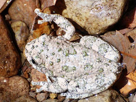 Canyon Treefrog (Hyla arenicolor)