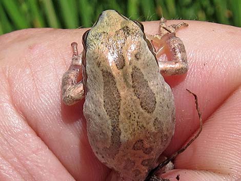 Baja California Treefrog (Pseudacris hypochondriaca)