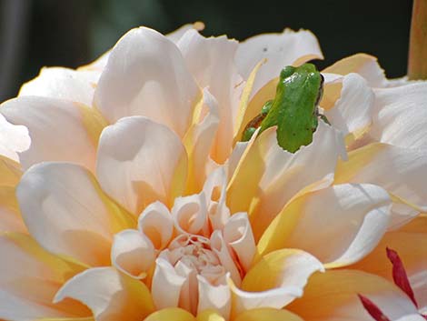 Northern Pacific Treefrog (Pseudacris regilla)