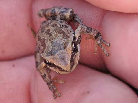 Northern Pacific Treefrog (Pseudacris regilla)