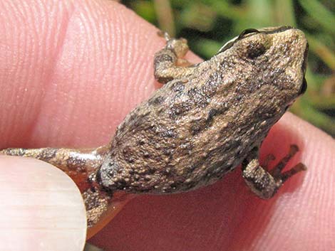 Northern Pacific Treefrog (Pseudacris regilla)