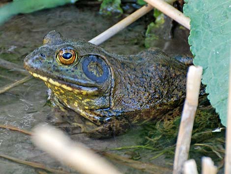 Bullfrog (Lithobates catesbeiana)