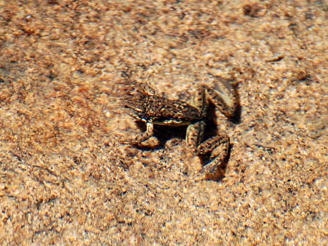 Mountain Yellow-legged Frog (Rana muscosa)