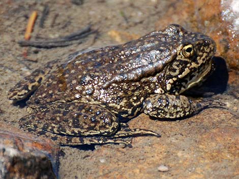 Mountain Yellow-legged Frog (Rana muscosa)