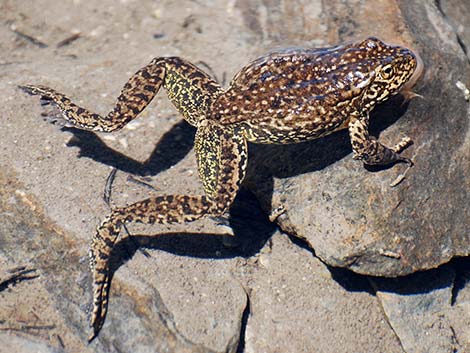 Mountain Yellow-legged Frog (Rana muscosa)