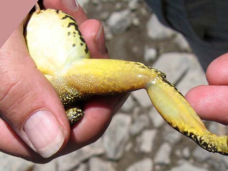 Mountain Yellow-legged Frog (Rana muscosa)