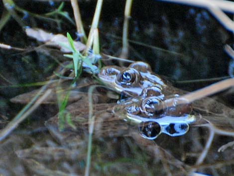 Relict Leopard Frog (Lithobates onca)