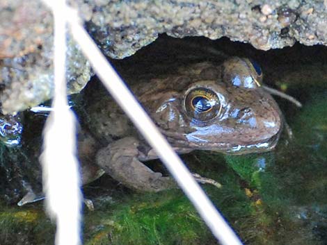 Relict Leopard Frog (Lithobates onca)