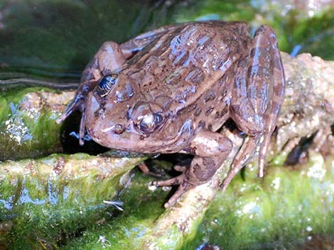 Relict Leopard Frog (Lithobates onca)